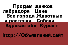 Продам щенков лабрадора › Цена ­ 20 000 - Все города Животные и растения » Собаки   . Курская обл.,Курск г.